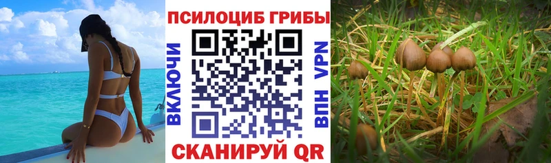 blacksprut рабочий сайт  что такое   нарко площадка состав  Галлюциногенные грибы MAGIC MUSHROOMS  Петров Вал 